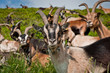 Foto: group of funny goats group of funny goats