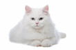 two White cats with blue and yellow eyes