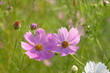 コスモス　Cosmos