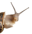 Close-up of Garden Snail in front of white background Close-up of Garden Snail in front of white background