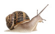 Garden Snail in front of white background