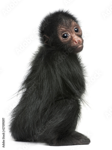 Photo: Red-faced Spider Monkey, Ateles paniscus, 3 months old Red-faced Spider Monkey, Ateles paniscus, 3 months old