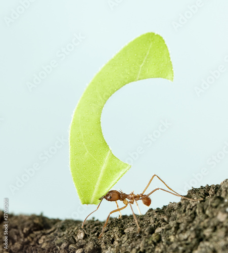 Foto: Leaf-cutter ant, Acromyrmex octospinosus, carrying leaf Leaf-cutter ant, Acromyrmex octospinosus, carrying leaf