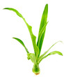 bulbille d'agave