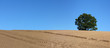 XXL-Hintergrund von Acker mit Baum
