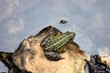 Grenouille ou crapaud
