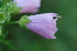 Gouttes d'eau et insecte