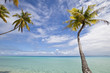 Palm tree and blue lagoon Palm tree and blue lagoon