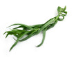 Tarragon or Estragon