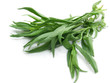 Tarragon or Estragon