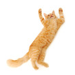 kitten jumping