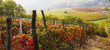 vigne nelle langhe