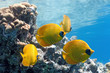 Shoal of butterfly fish on the reef Shoal of butterfly fish on the reef