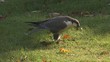 falke