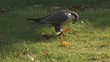falke