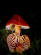 Hygrocybe Coccinea Scarlet Waxcap Mushroom