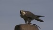 falke