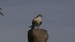 falke