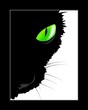 black cat with green eye black cat with green eye
