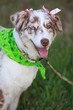 Australian Shepard dressed for Halloween Australian Shepard dressed for Halloween