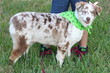 Australian Shepard dressed for Halloween Australian Shepard dressed for Halloween