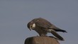 falke