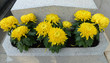 Tombe Fleurie