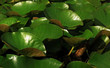 flore aquatique