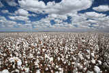 cotton fields - Fine Art prints
