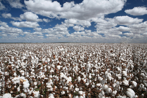 Photo: cotton fields cotton fields
