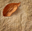 Closeup of old  parchment paper with leaf