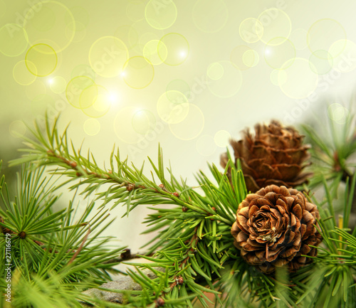Foto: Pine cones on branches with of copy-space Pine cones on branches with of copy-space