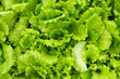Foto: Green salad is growing in garden Green salad is growing in garden