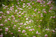 Foto: Meadow with blooming clover Meadow with blooming clover