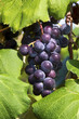 Purple Grapes Cluster