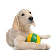 chiot golden retriever
