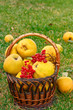 quince in the basket quince in the basket