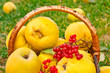 quince in the basket quince in the basket