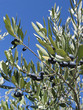 olive nere