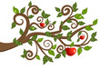 tree branch from an apple