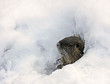 sortir de sa tannière sortir de sa tannière