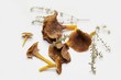 Cantharellus tubaeformis mit Thymian Cantharellus tubaeformis mit Thymian