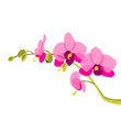 Orchid