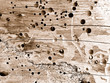 altes Holz braun Holzwurm
