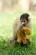 cute squirrel monkey
