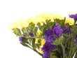 Statice flowers - Limonium Sinuatum