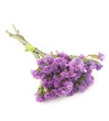 Statice flowers - Limonium Sinuatum