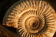 Ammonite with sidelight