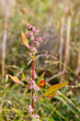 White goosefoot in autumn White goosefoot in autumn
