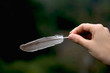 Pigeon feather